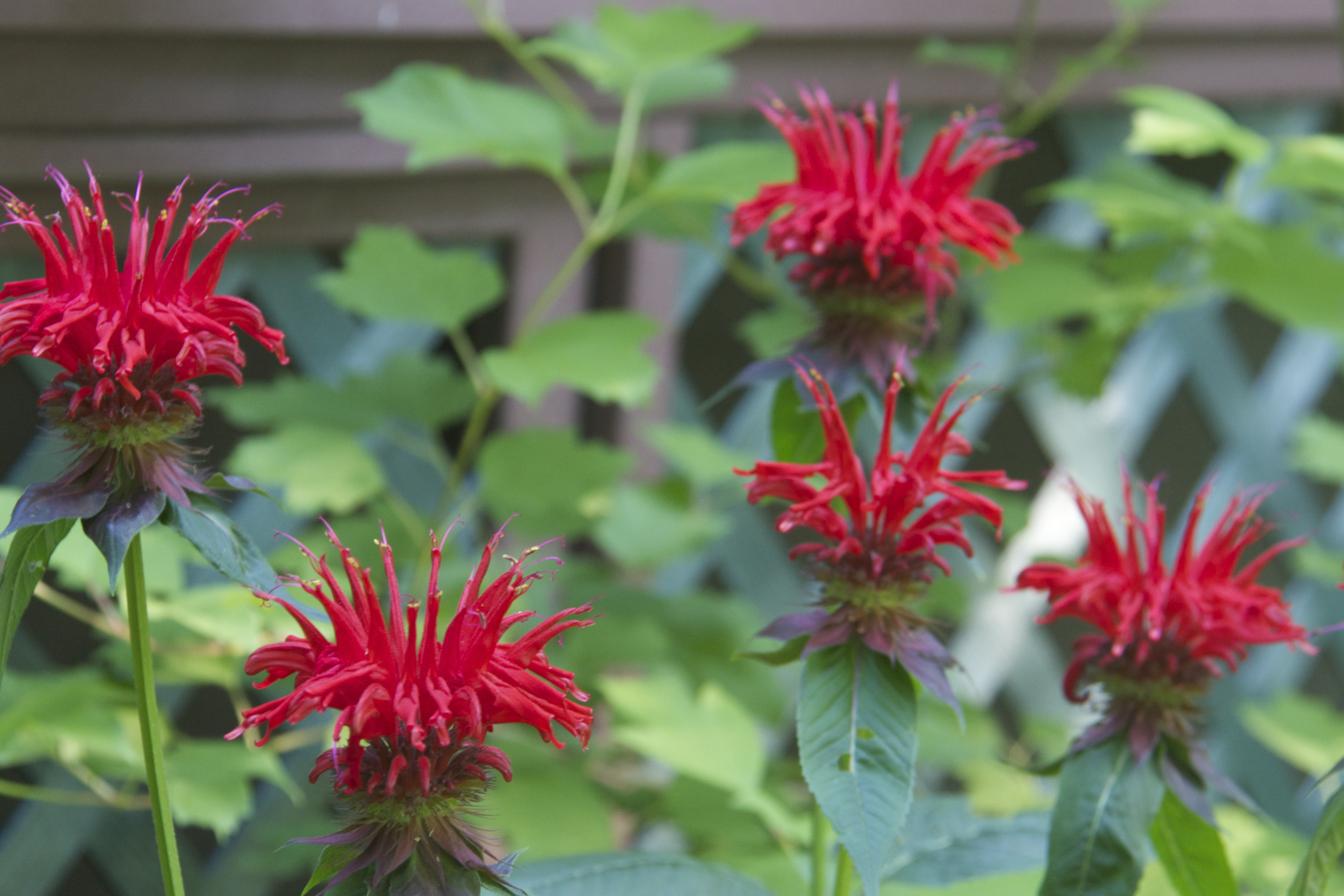 Bee Balm Tasty Leaves Flowers Backyard Forager