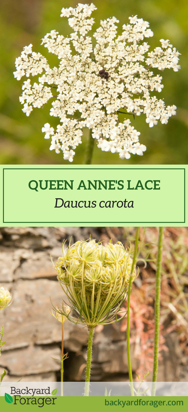 Learn How To Identify Queen Anne S Lace Then Play With It In The