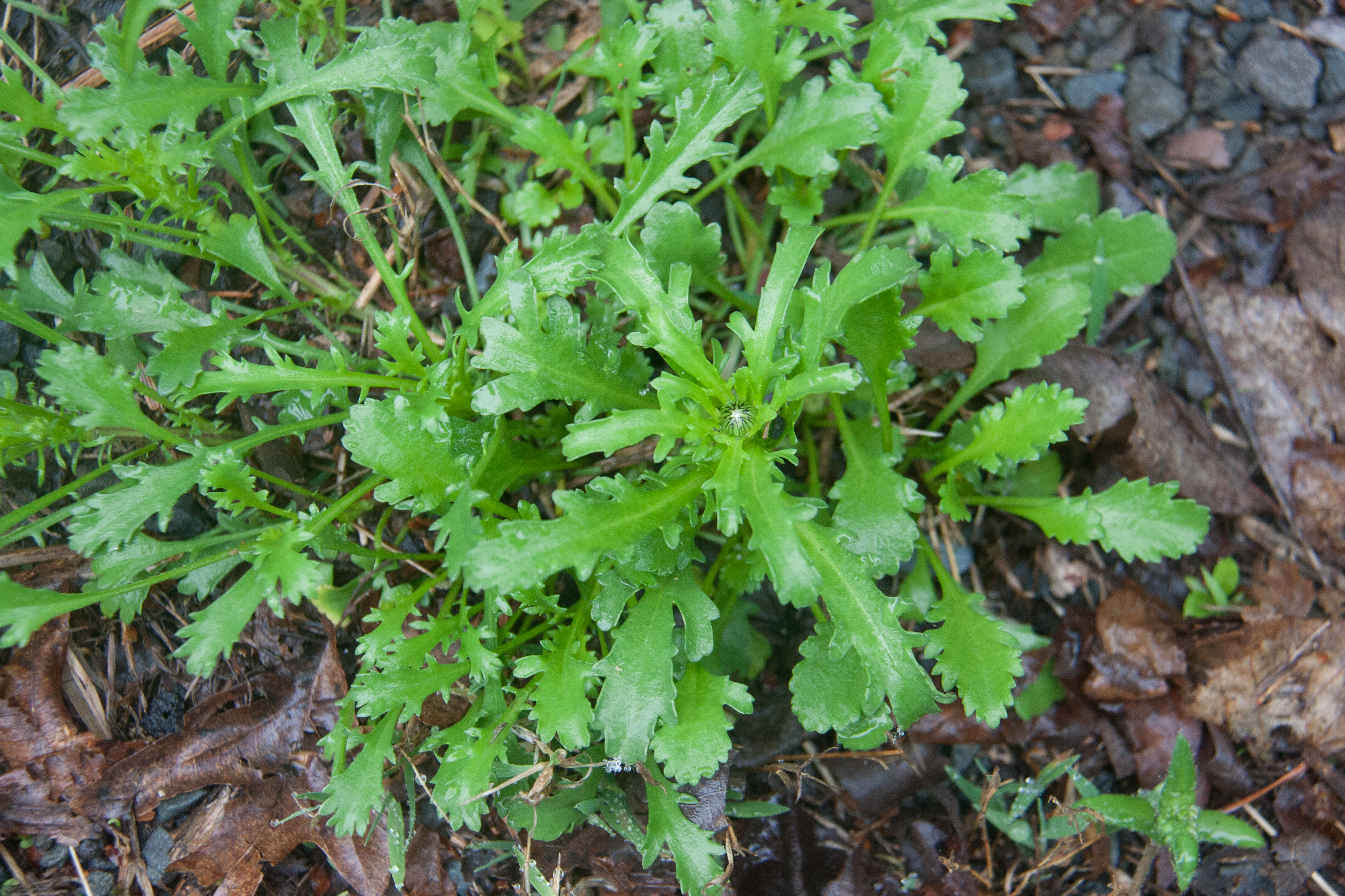 Oxeye Daisy Aka Leucanthemum Vulgare Backyard Forager