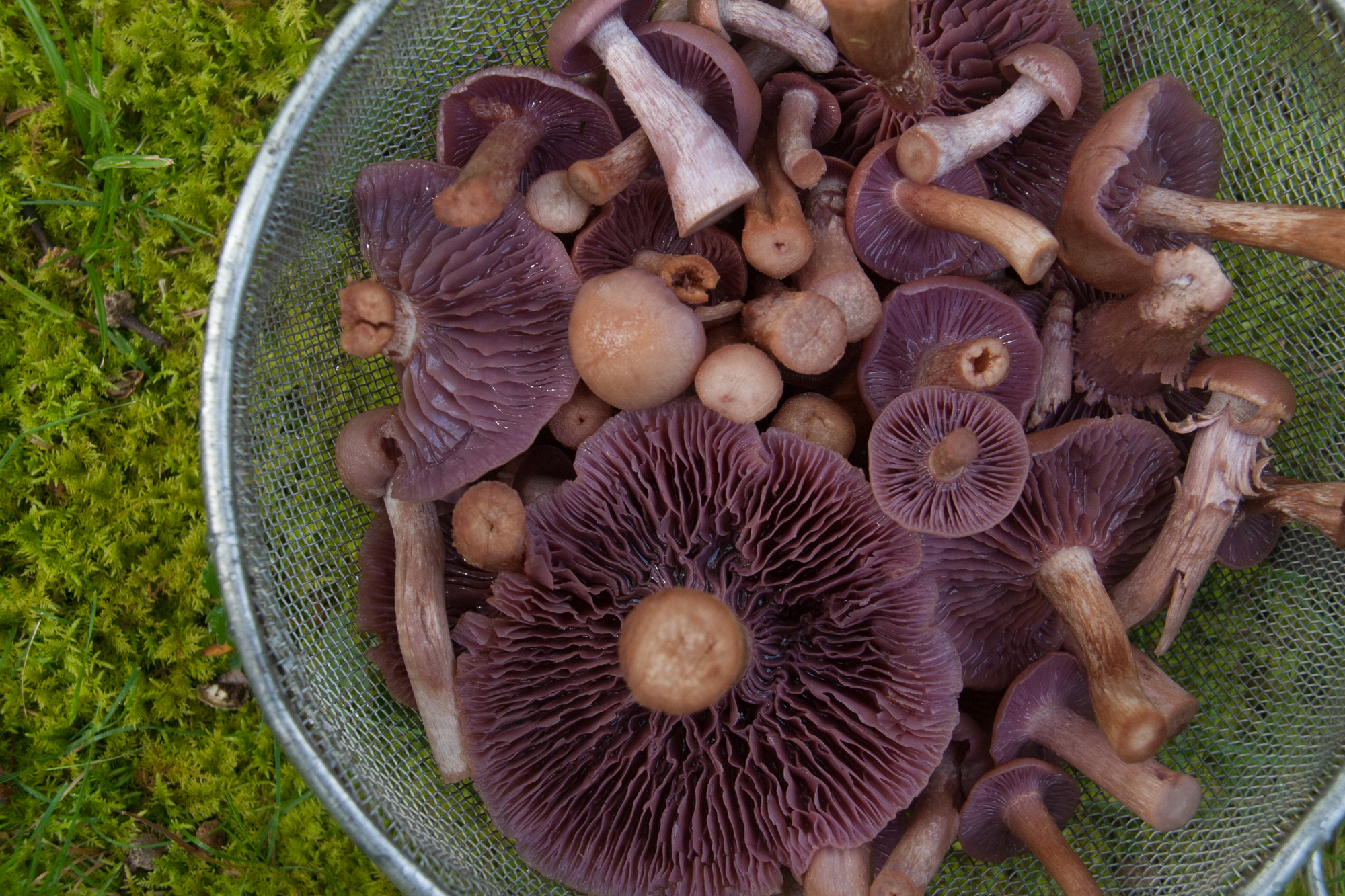 The Best Way To Preserve Your Mushroom Harvest Backyard Forager,Best Smoker For Beginners